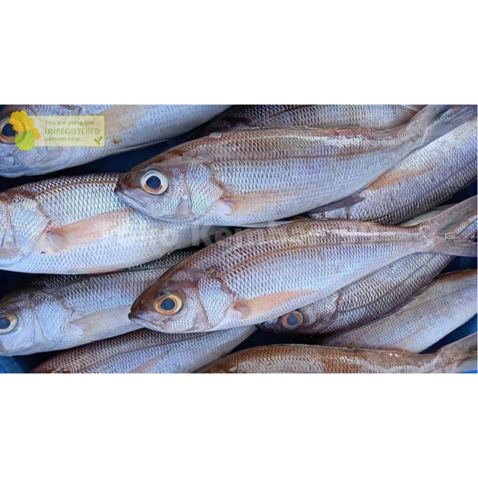 

Ikan Kurisi Segar Ikan Kurisi Bali 1Kg
