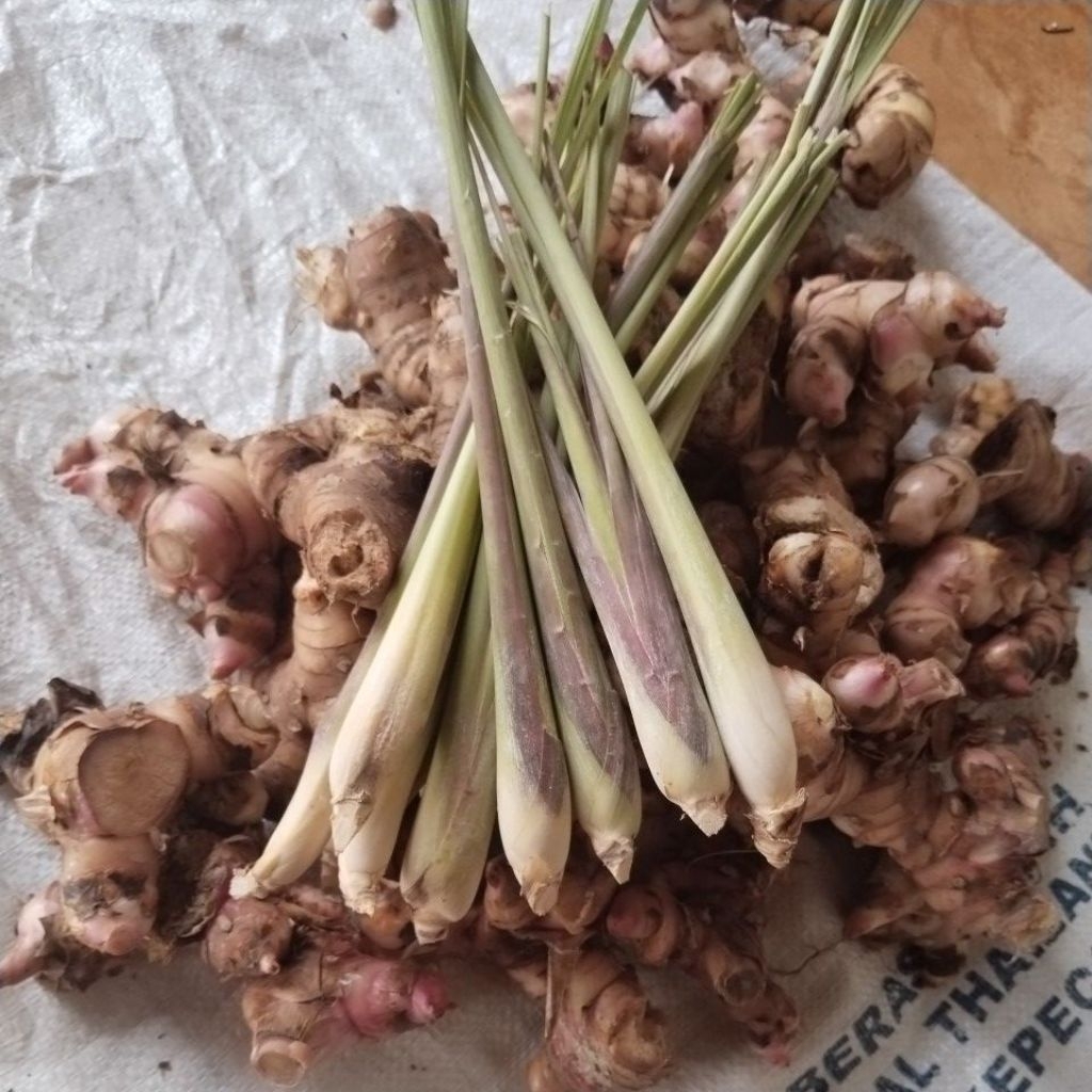 

Sereh/Serai fresh 1kg