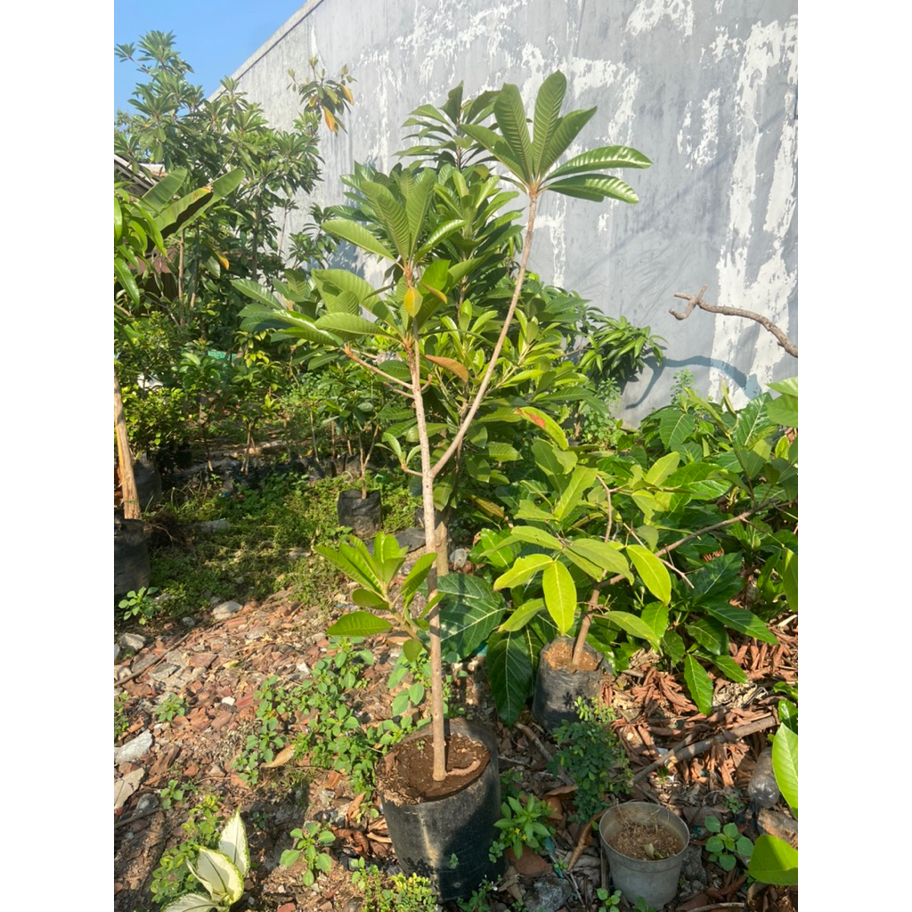 cangkok mamey sapote keywest
