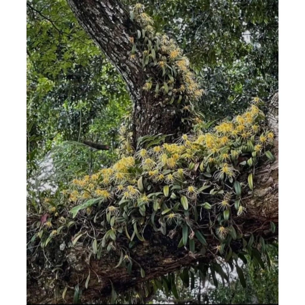 bulbopyllum vaginatum/anggrek/Orchid/tanaman