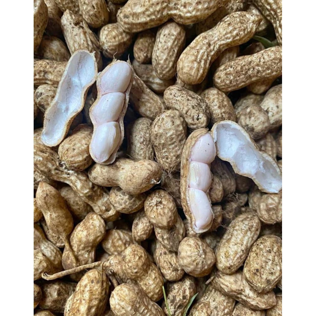 

1 Kg Kacang Tanah Mentah Fresh