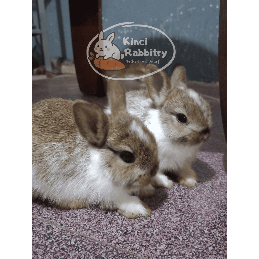 KELINCI MINI ND (NETHERLAND DWARF)-KELINCI-(GOJEK/GRAB)