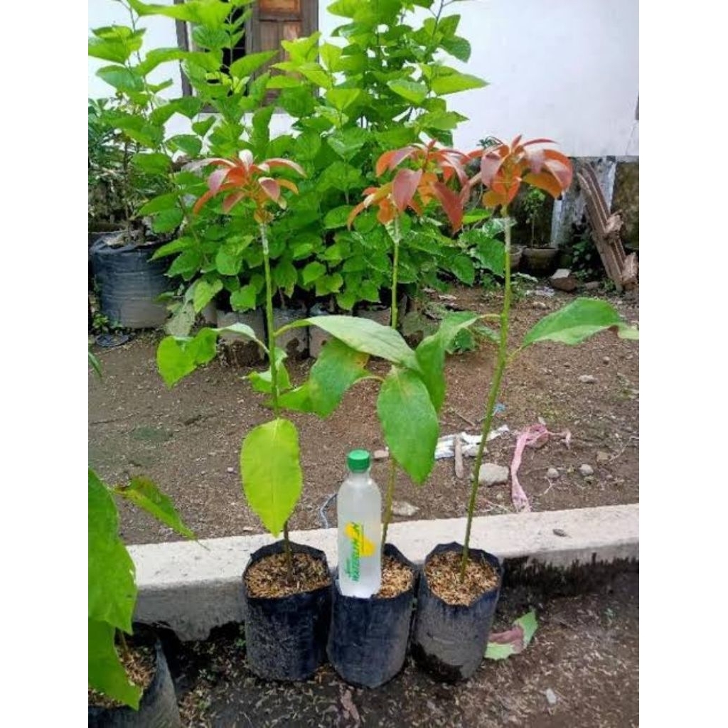 Bibit alpukat red Vietnam super