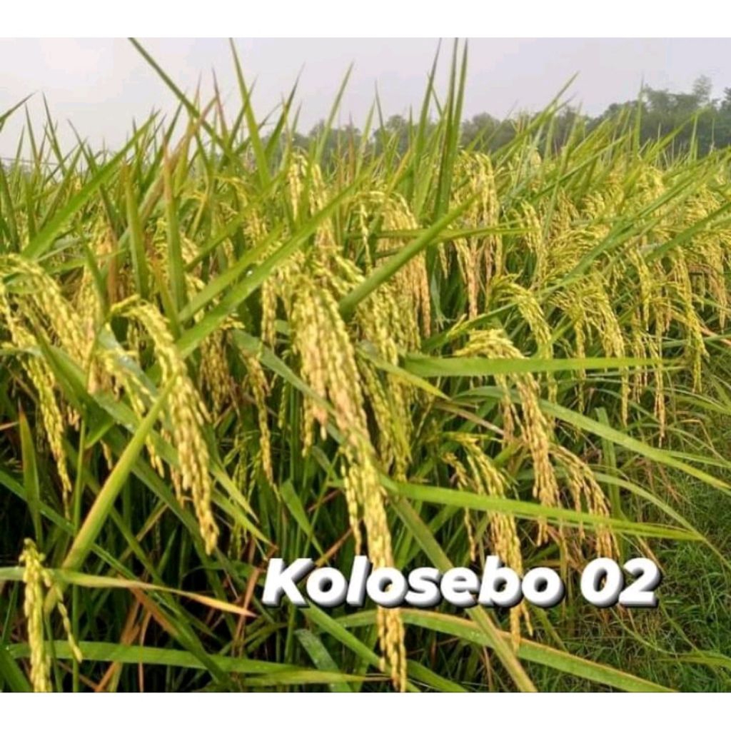Benih padi kolosebo 02 kemasan 1kg original