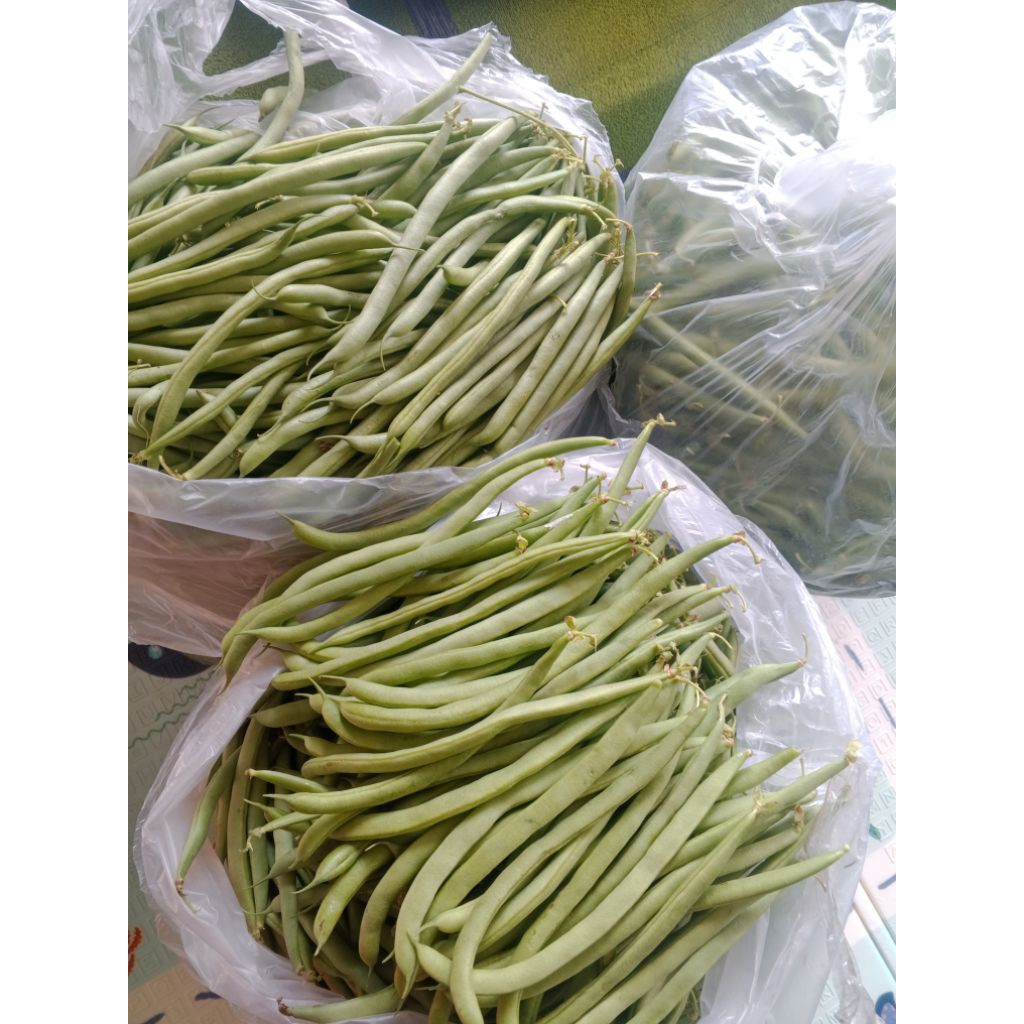 

Buncis Logawa murah dan segar