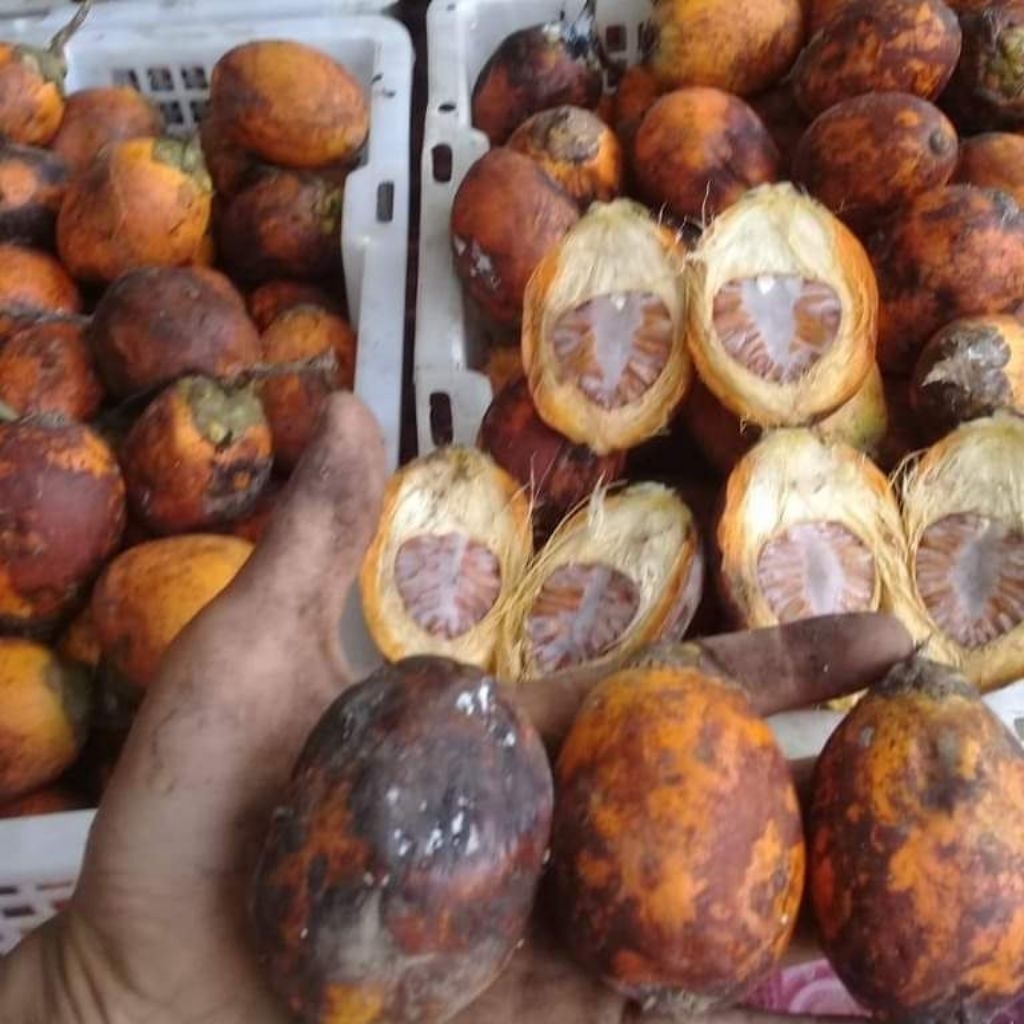 

buah pinang buah Jambe tua segar 1kg