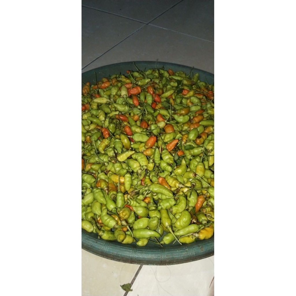 

Cabe/cabai Hijau campur pedas spices 1 kilo