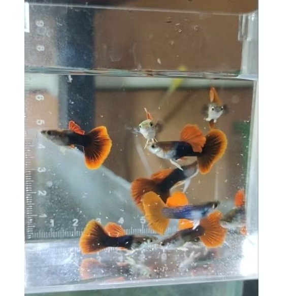 Sepasang HB Red Rosetail siap indukan