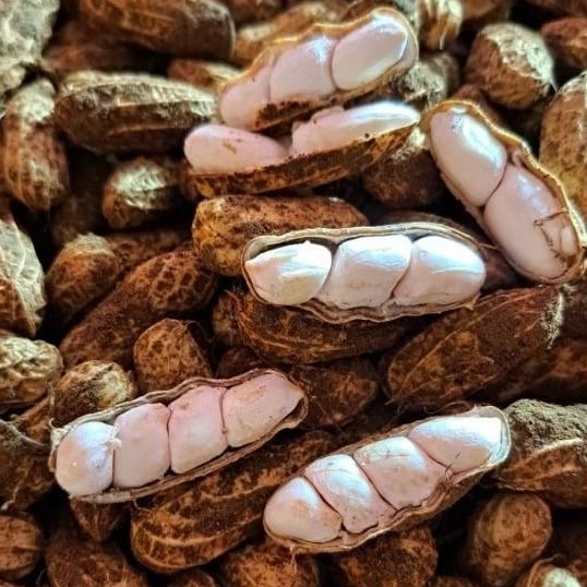 

KACANG SUPER HIBRIDA KERING UNTUK BENIH/SANGRAI 500 GRAM