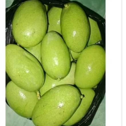 Mangga muda 1 kg//READY JOGJA//MANGGA FRESH//BUAH MANGGA MUDA