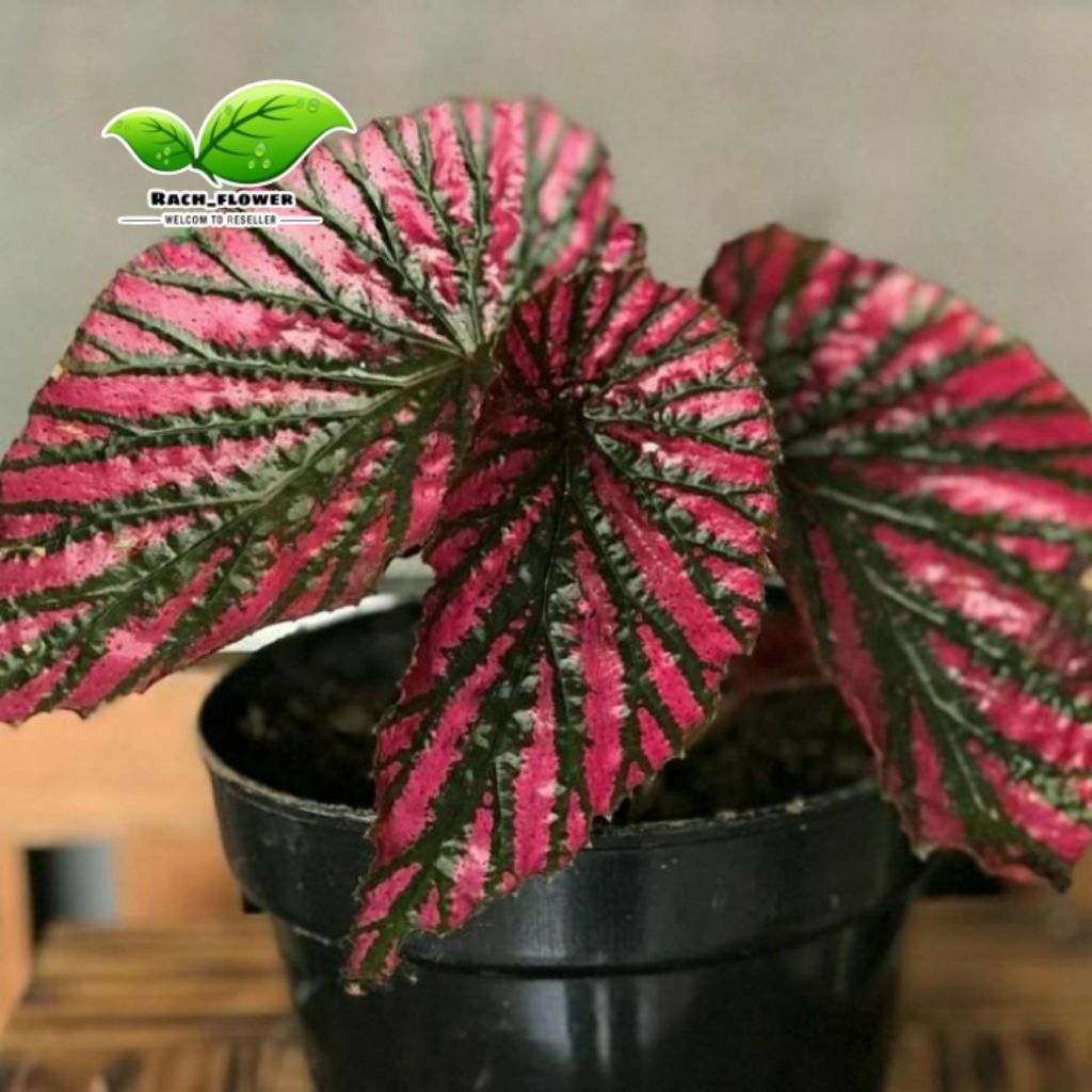 Tanaman hias begonia Rex - Rex walet - begonia brevirimosa
