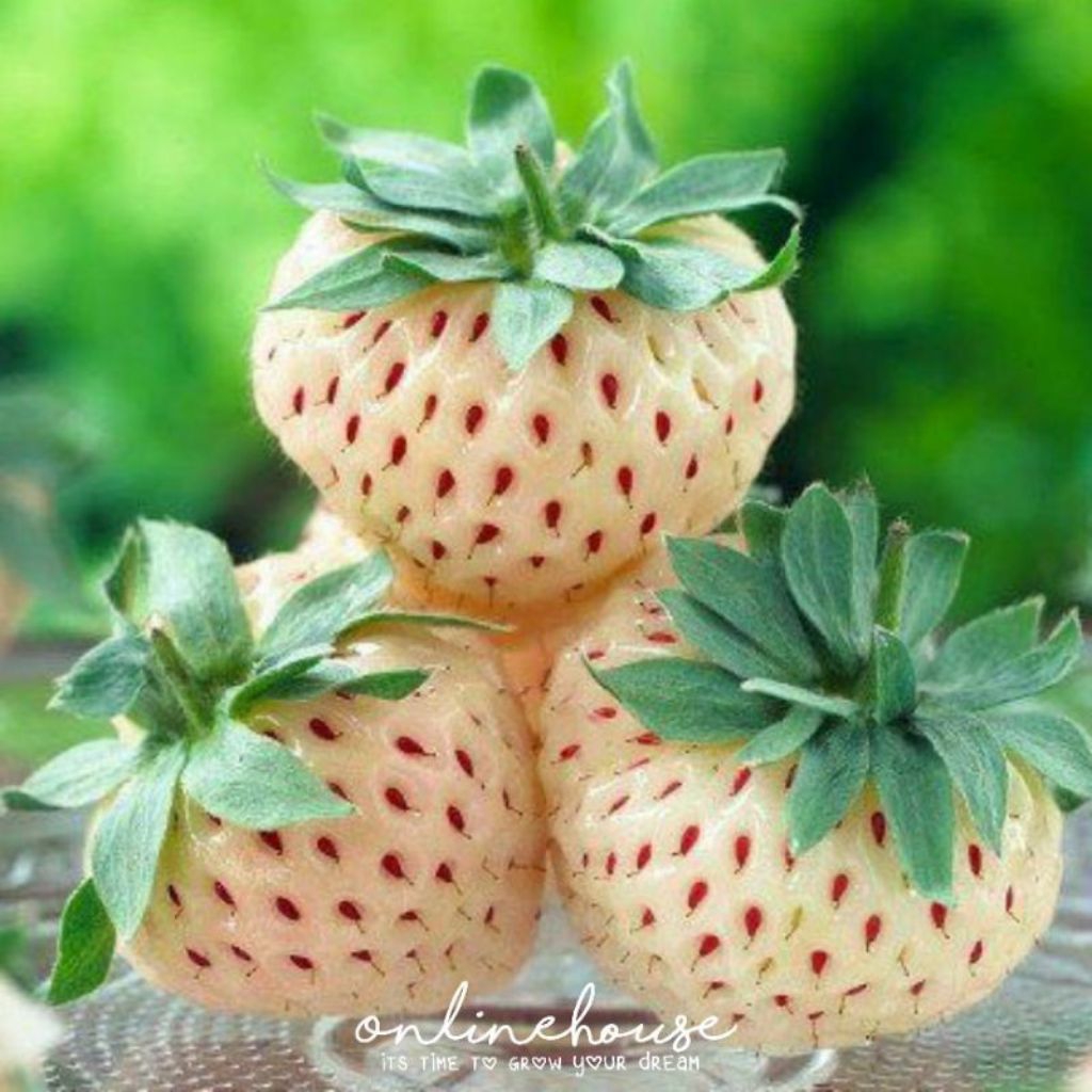 POHON BIBIT STRAWBERRY PUTIH MANIS