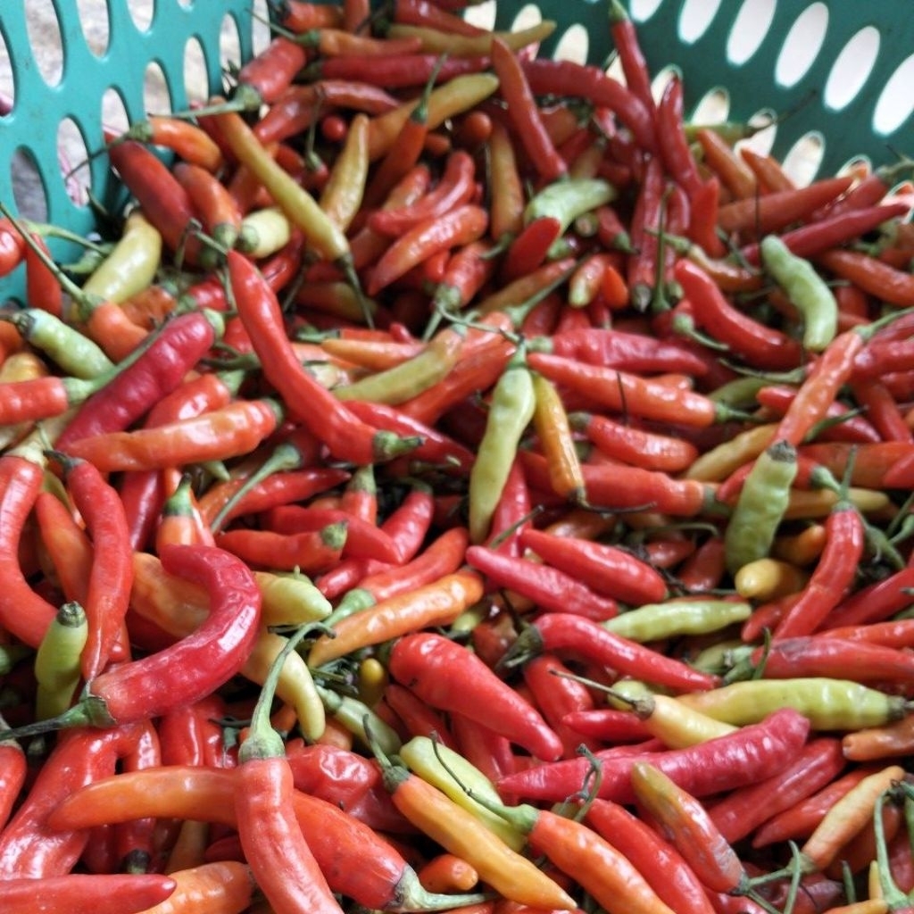 

CABErawitMerah(Borga)