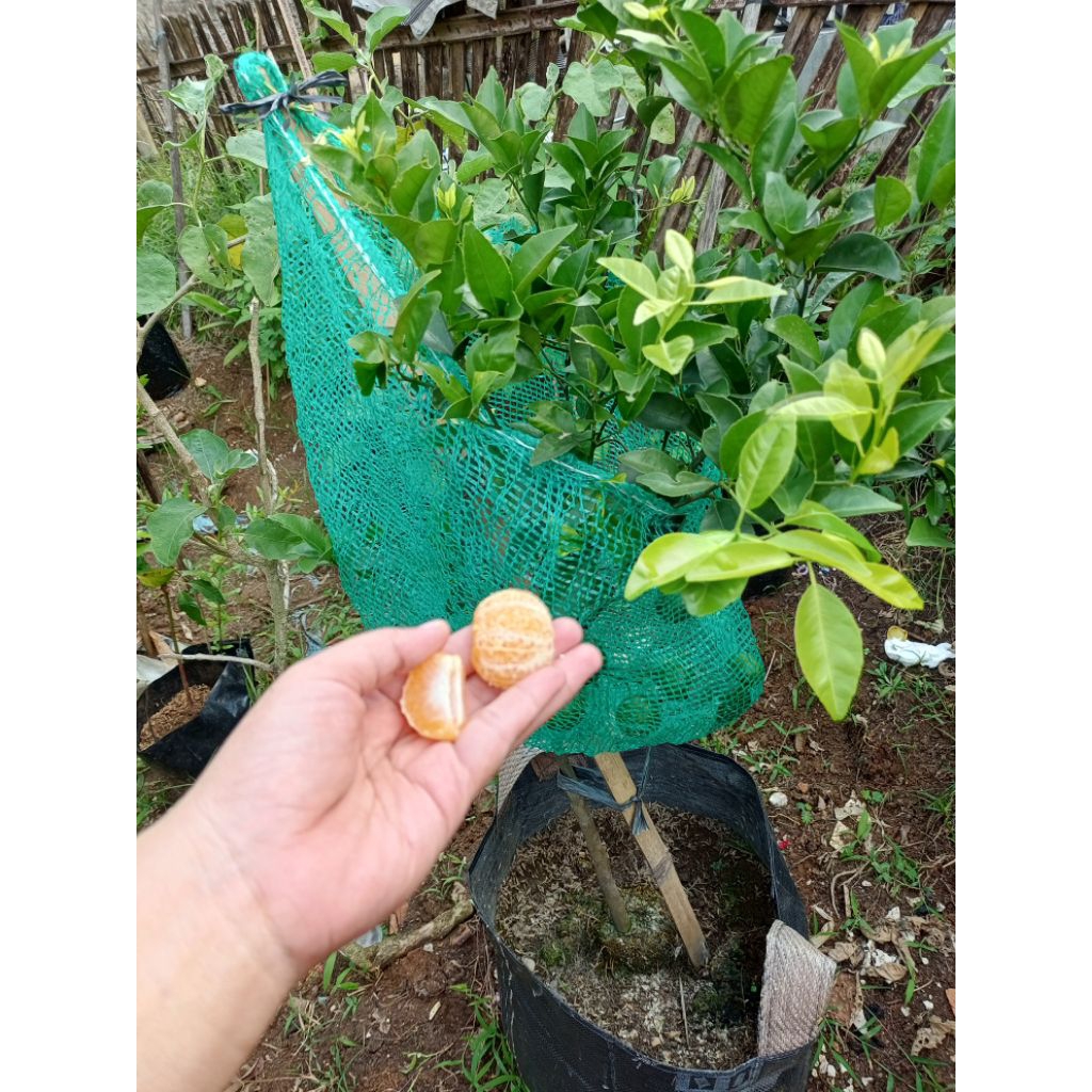 

Bibit Jeruk Citayam siap dibuahkan