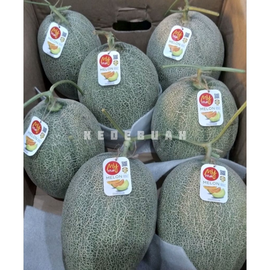

Melon Hamigua My Fruit 1 Buah