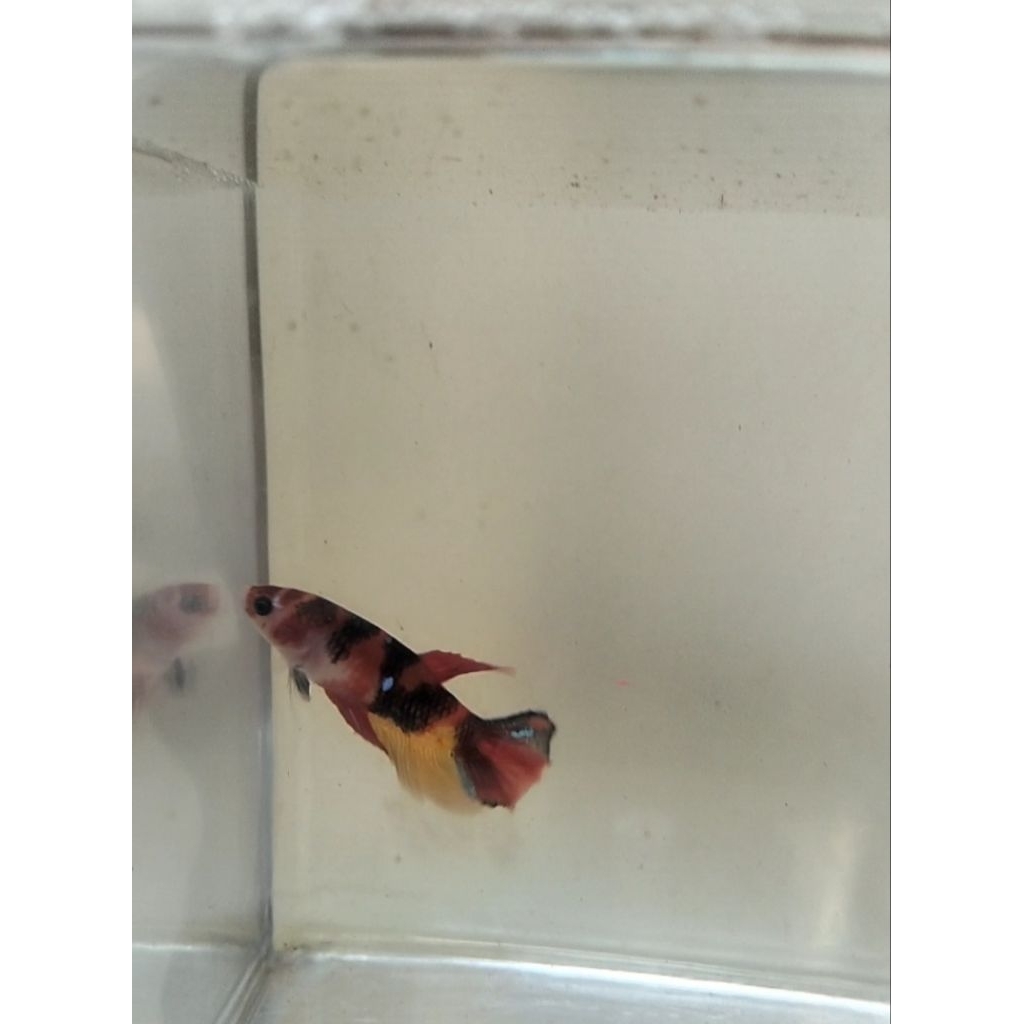 cupang hmpk betina multicolour size M 100% sesuai foto/vidio real pict