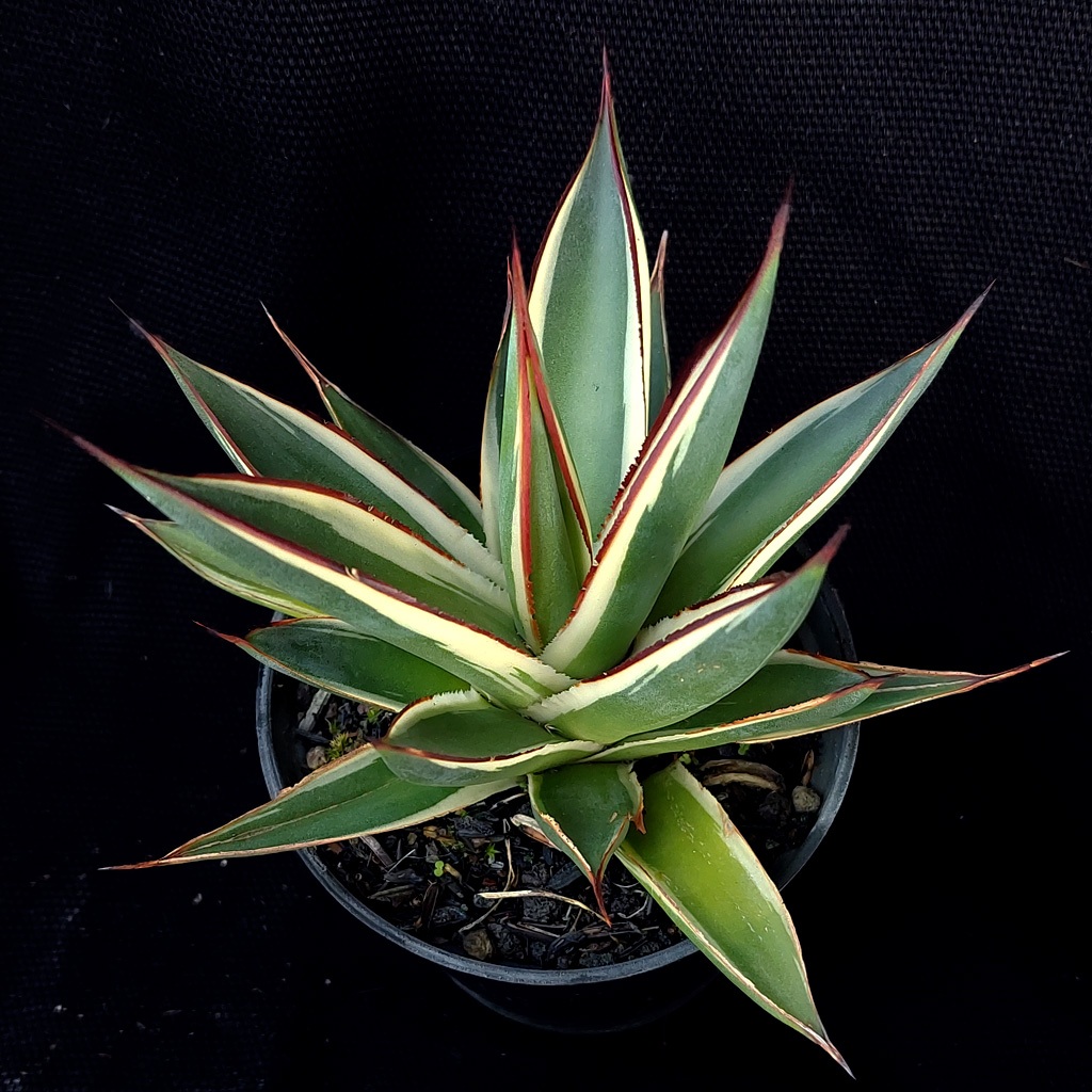 Agave Snow Glow | kaktus | sukulen | tanaman hias