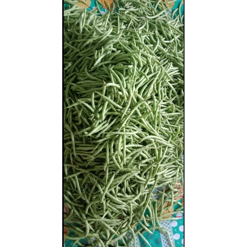

1 kg Kacang Buncis / 500 gram Buncis Segar