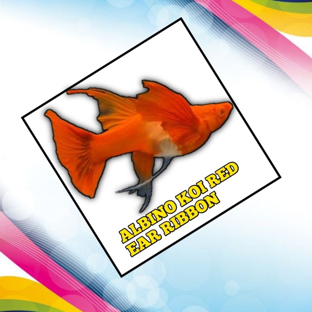

STICKER KEKINIAN ALBINO KOI RED EAR RIBBON