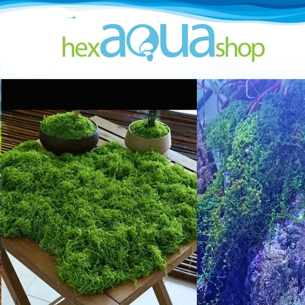 Lumut Sintetis / Lumut Abadi / Moss Dried / Lumut Awetan / Dekorasi Moss / Dekorasi Lumut