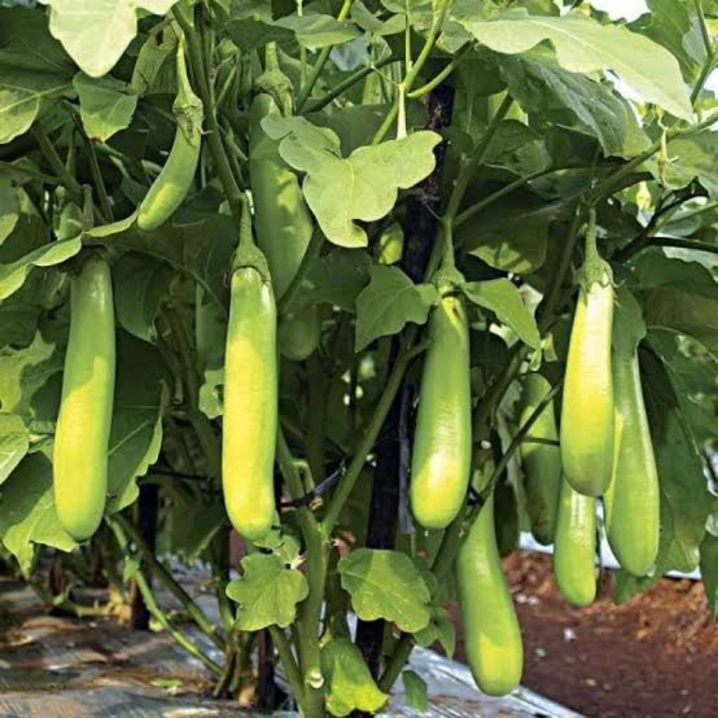 

TERONG HIJAU SAYUR PANEN DARI KEBUN