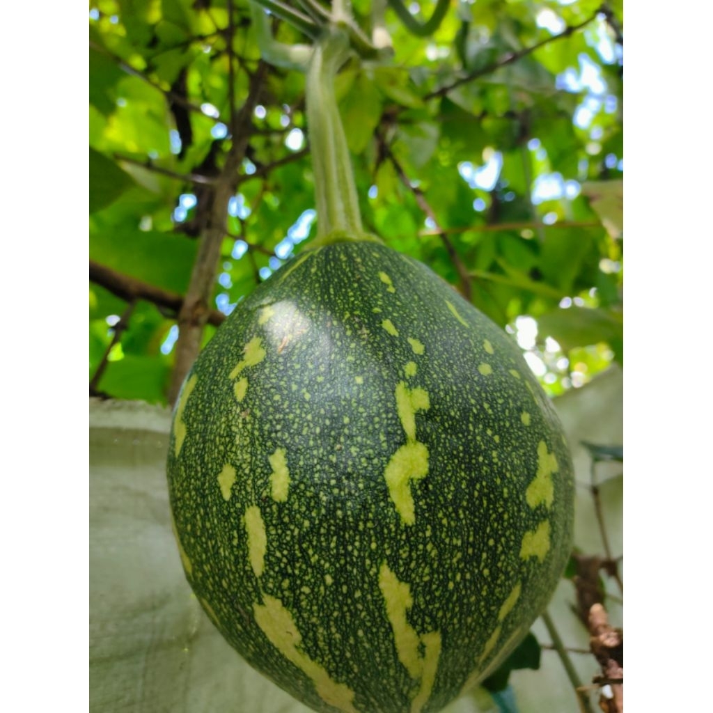 

benih biji sayur labu sayur labu kuning jumbo super unggul pumpkim seeds labu lonjong