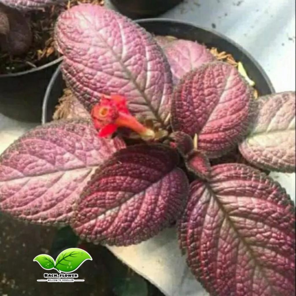 Tanaman hias Episcia bludru merah - Episcia Cupreata Strawberry pacth