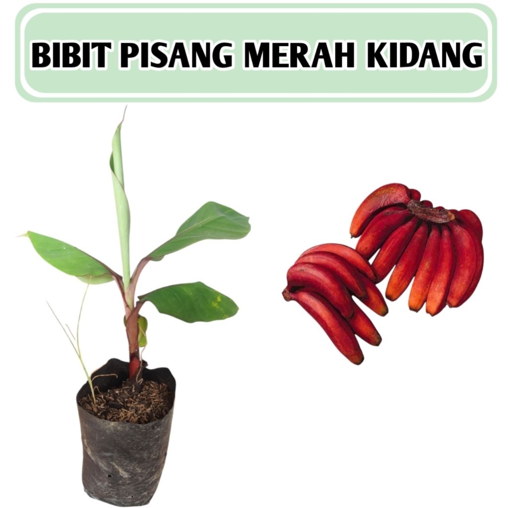 bibit pisang kidang merah pisang merah siap tanam