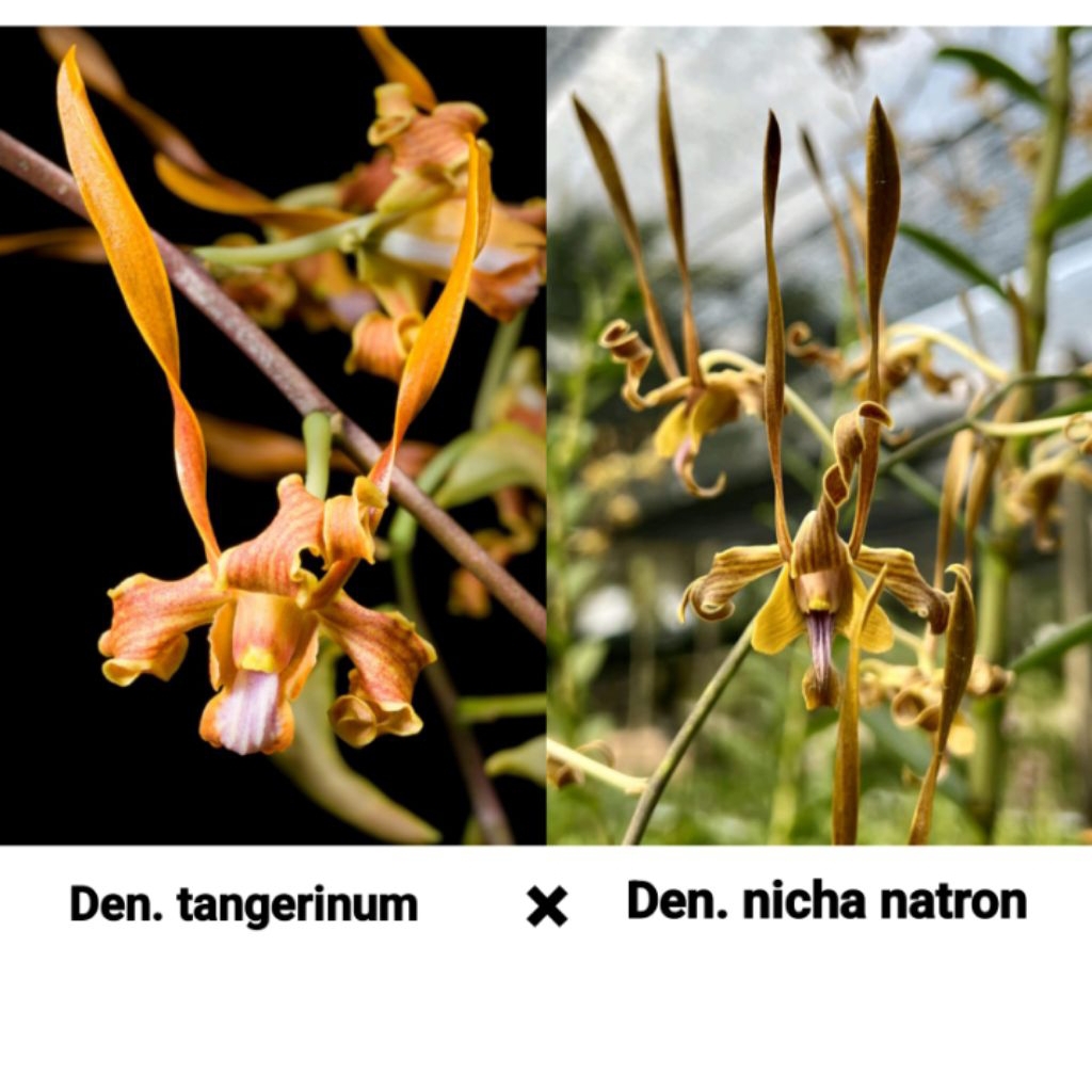 ANGGREK DENDROBIUM TANGERINUM X NICHA NATRON USIA REMAJA ( plant yg di kirim sesuai foto )