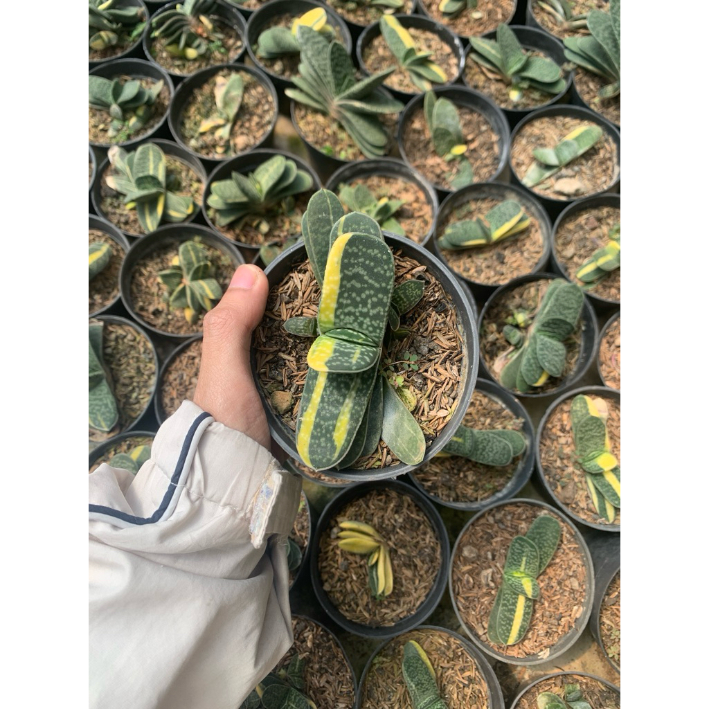 Tanaman hias gasteria fuji mini