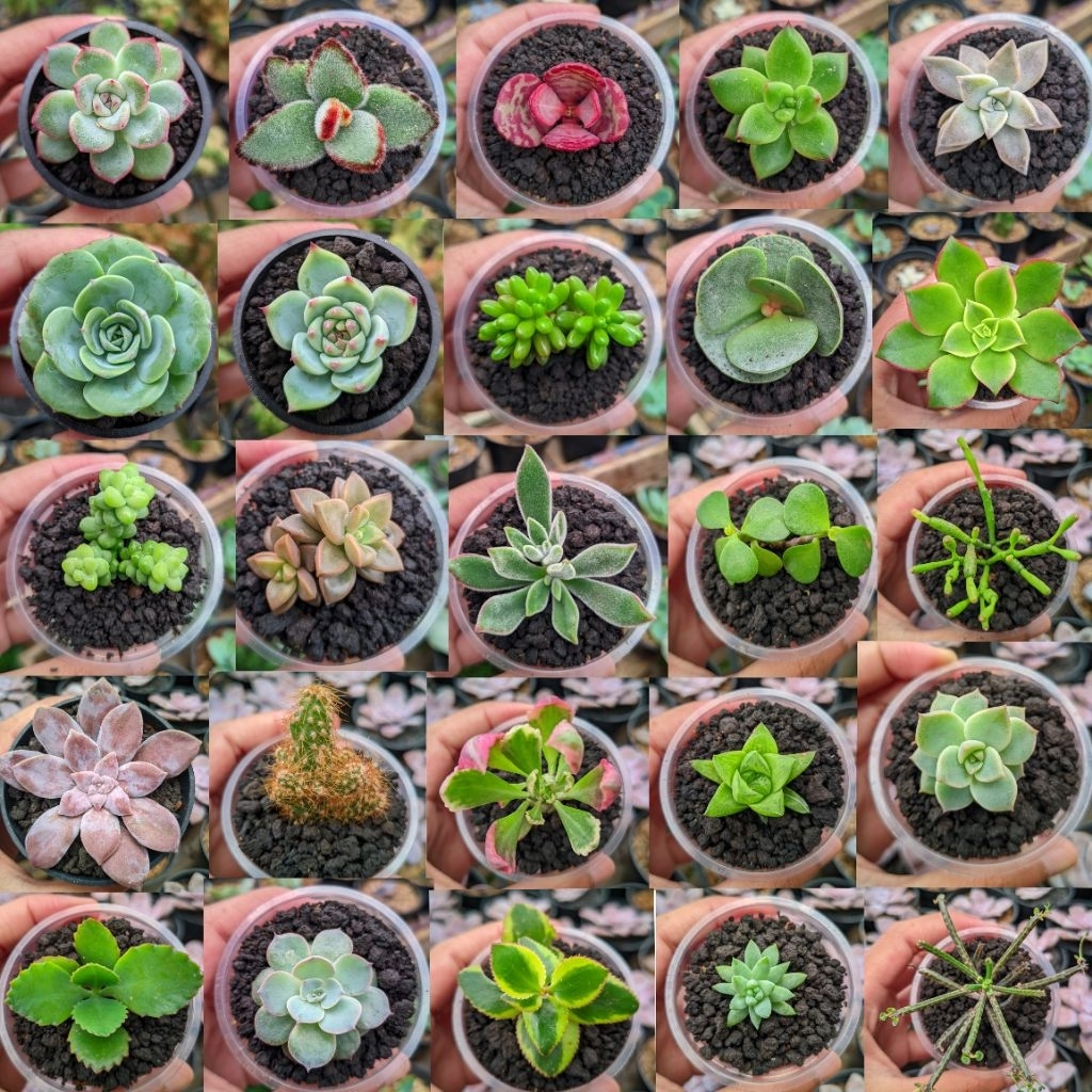 Raflezia Paket Sukulen Kaktus Hidup Mini Isi 30 Pcs Free Pot