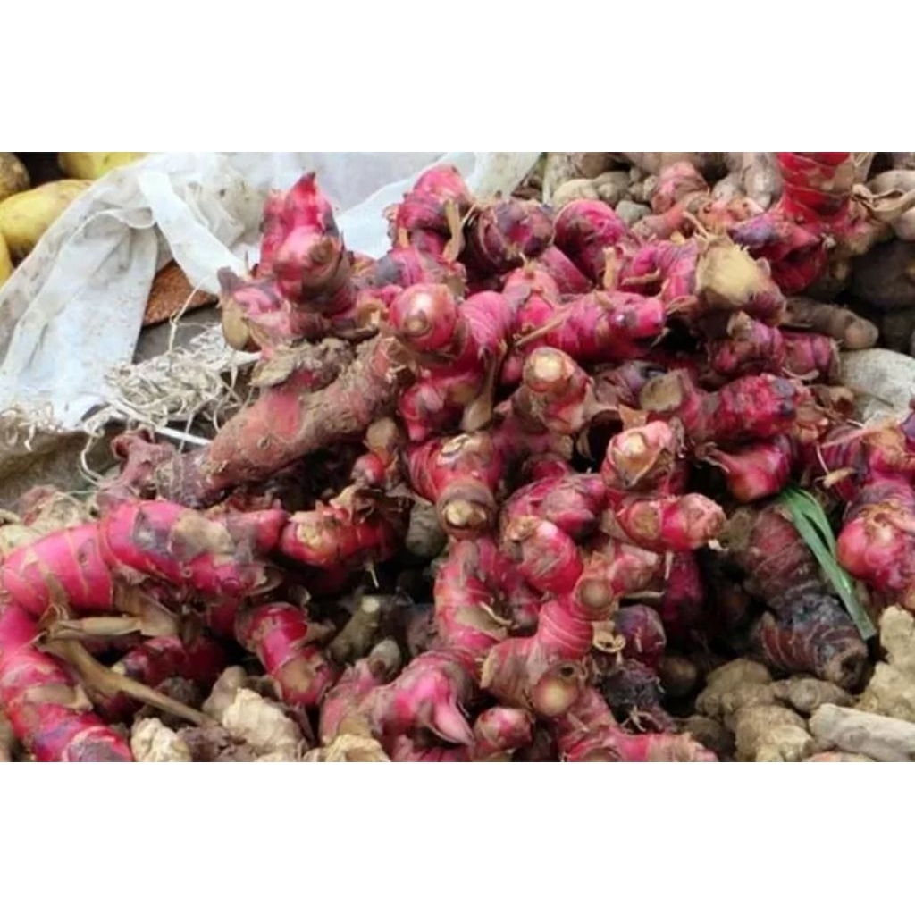 

JAHE MERAH SEGAR FRESH