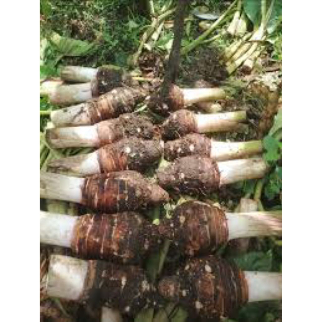 

Ubi Talas Jakarta 1 kilogram