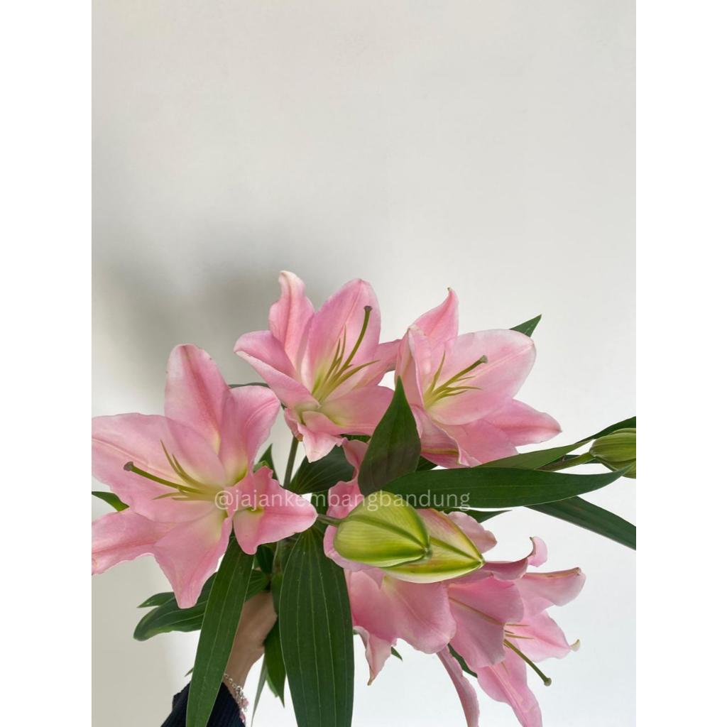 Bunga Lily Casablanca Import | Bunga Potong | Fresh Flower