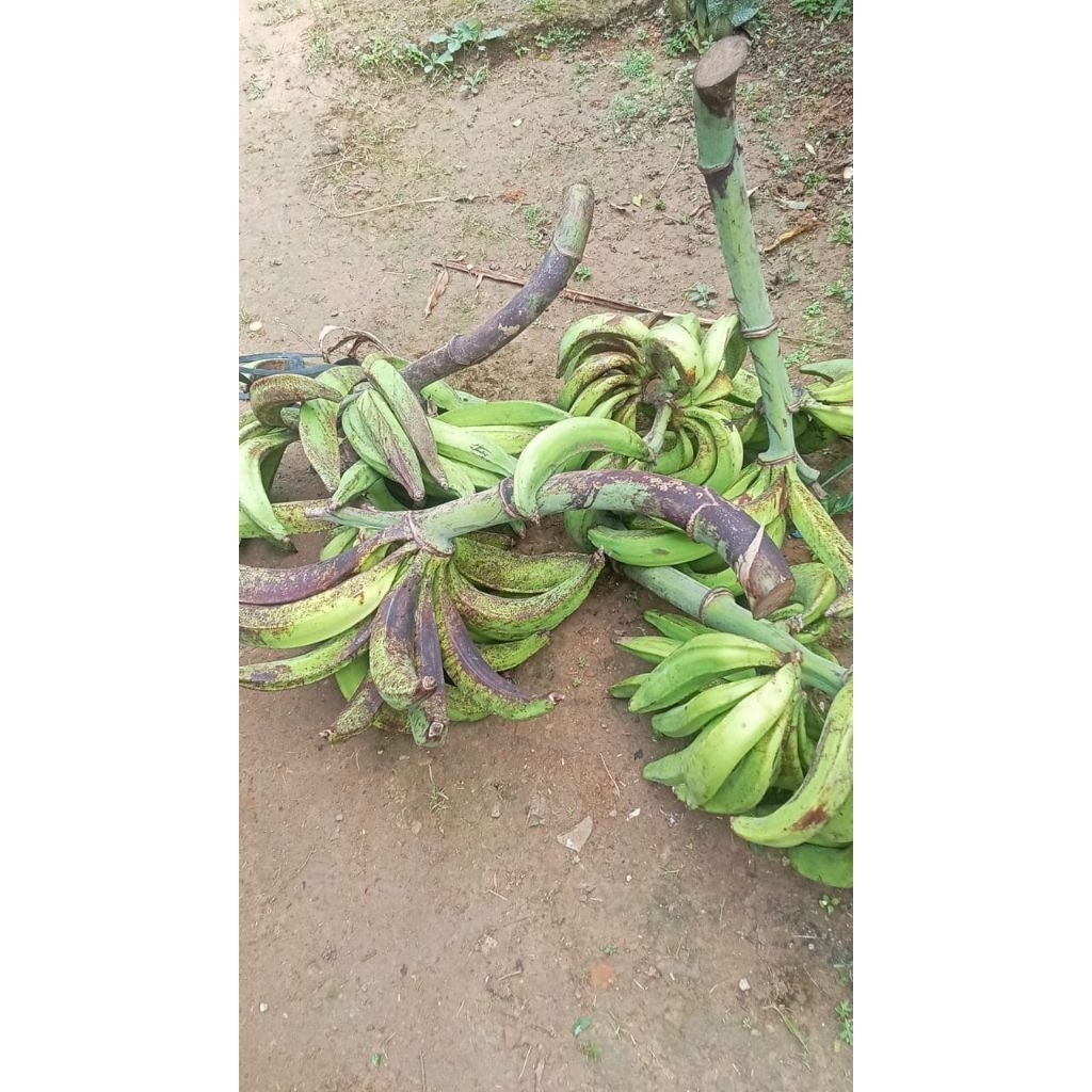 

pisang tanduk asli Sukabumi