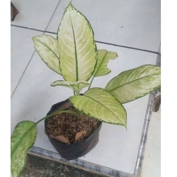 tanaman hias blanceng putih