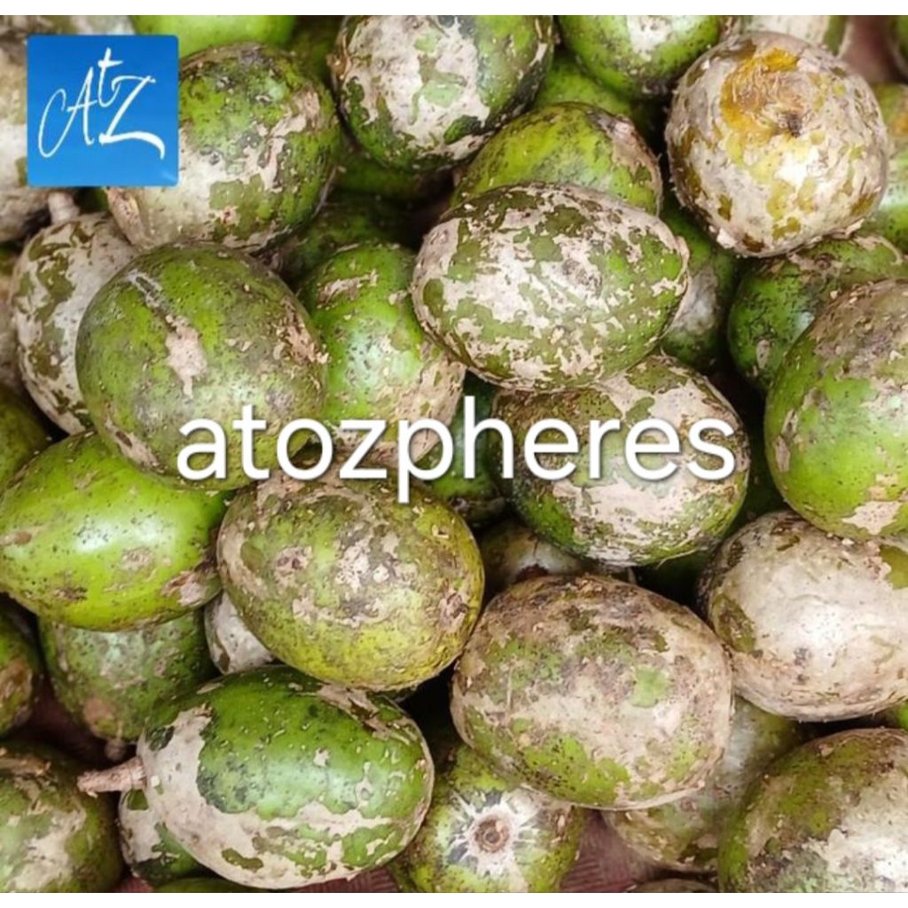 

Buah kedondong dondong kedongdong dongdong ukuran kecil segar pilihan fresh 1kg