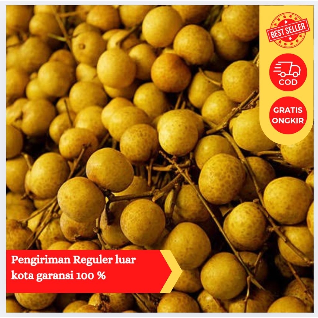 

Pengiriman luar Kota Kelengkeng Mas Bangkok | Longan Fresh Manis Segar 1Kg Garansi Bebas Busuk