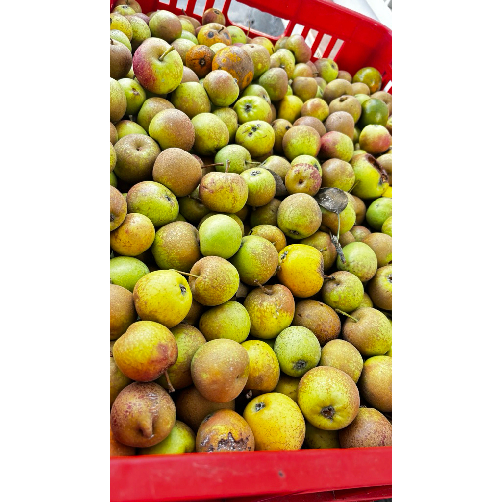 

apel manalagi obral isi 20-30