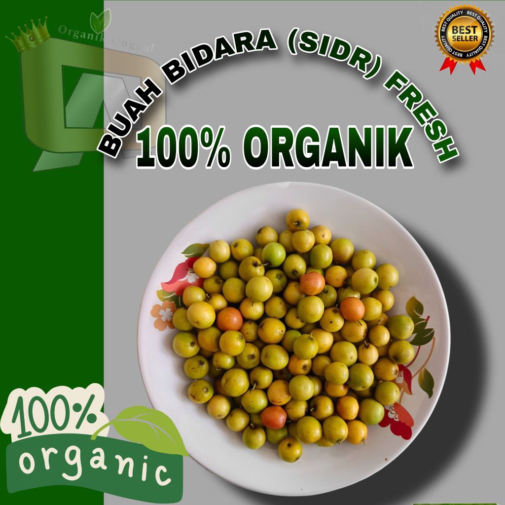 

Buah Bidara (SIDR) 100 Butir Buah Matang || Buah Bidara Termurah