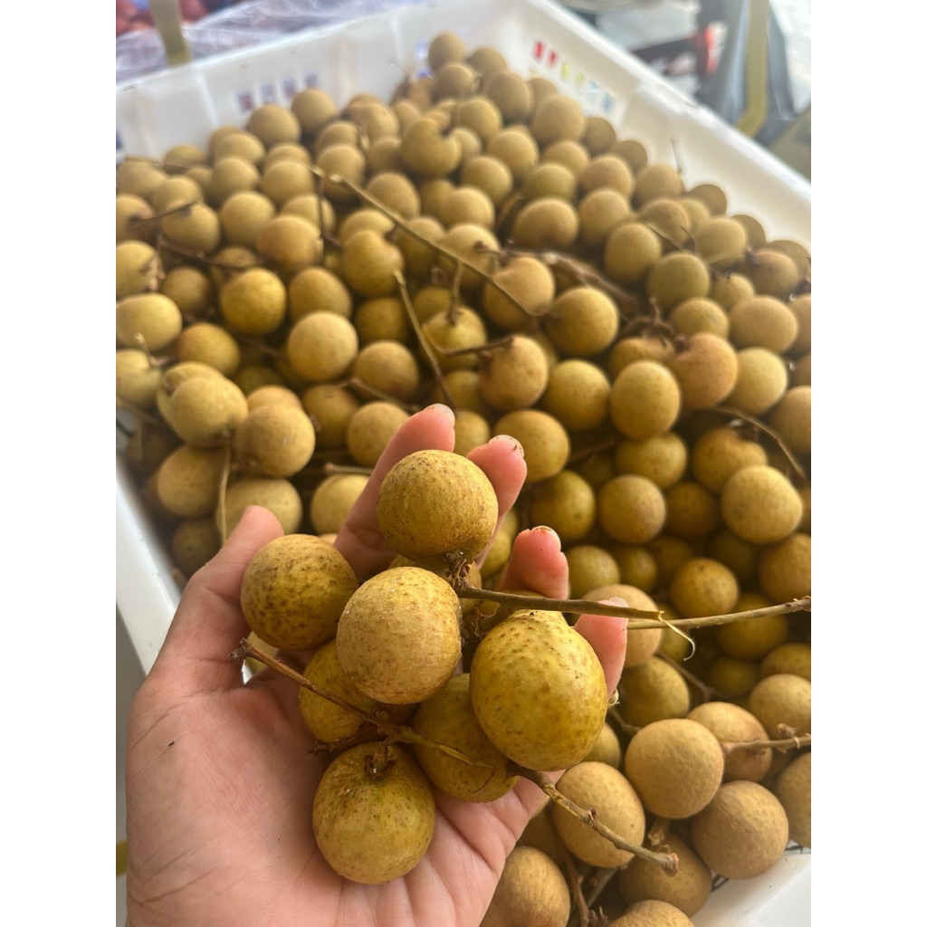 

KLENGKENG BANGKOK emas