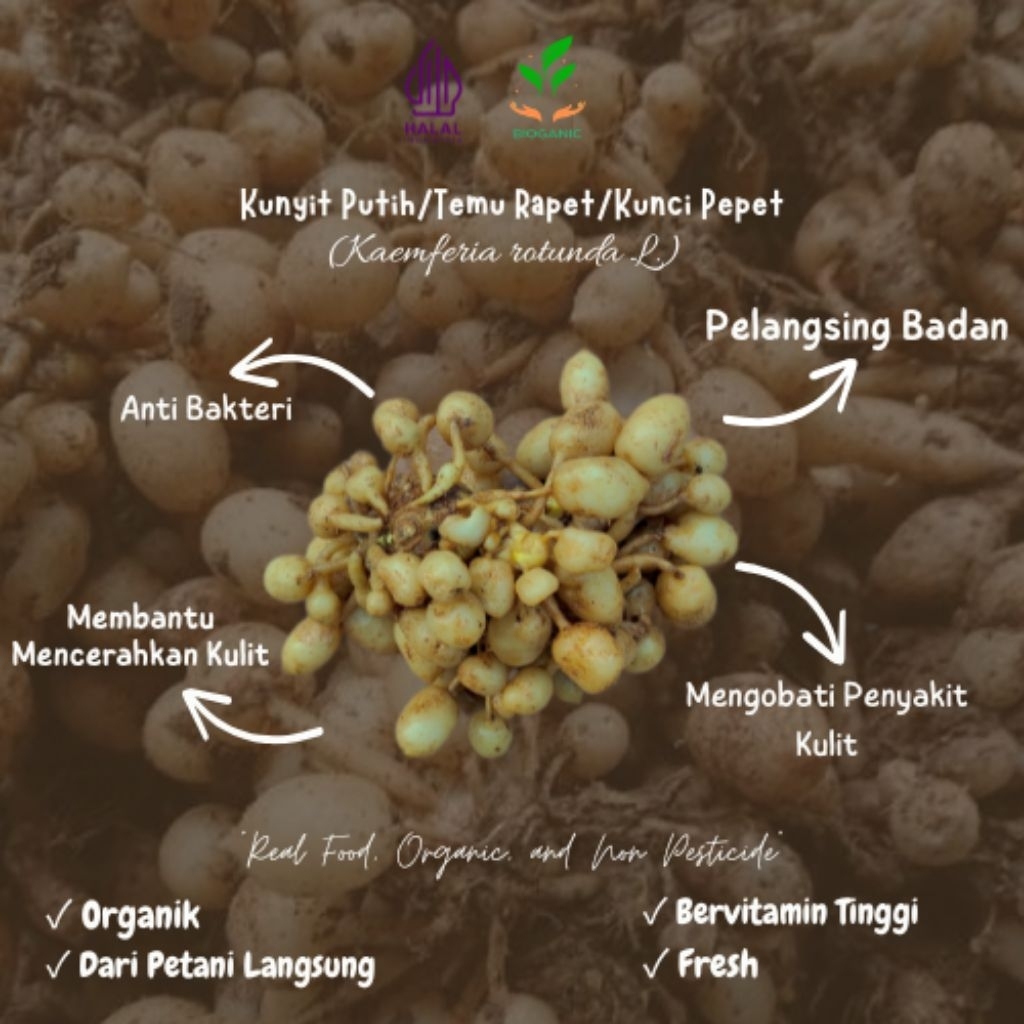 

Produk Kunyit Putih Gombyok/Temu Rapet/Kunci Pepet Setengah Kilogram by BIOGANIC