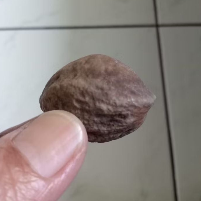 Kemiri Adu Muncang Adu Jalim Kaliwiro Ori Tua Jatuhan