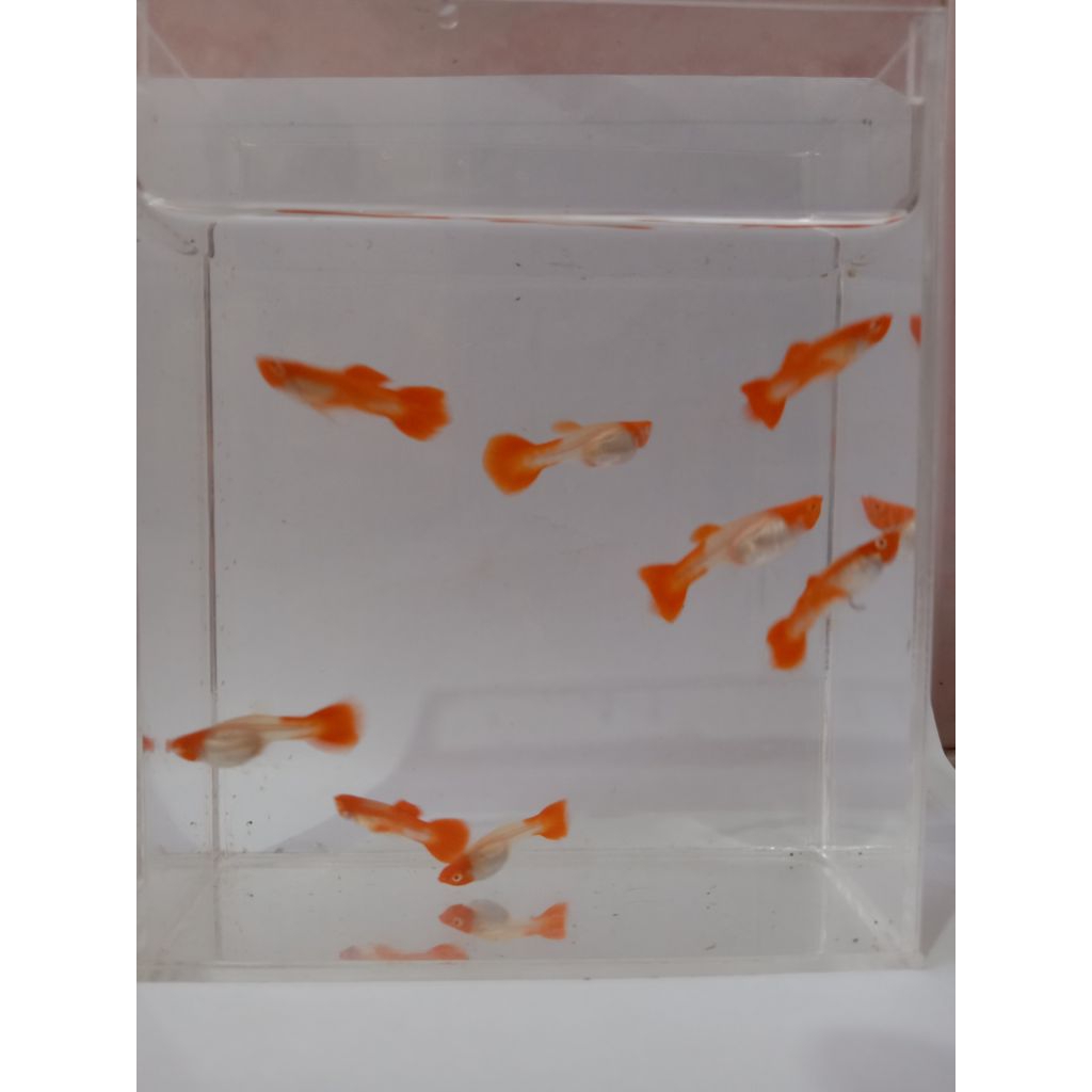 Guppy albino koi genetik red ear