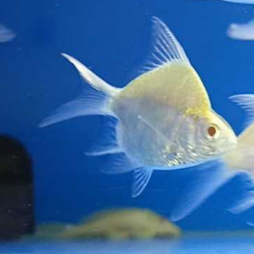 Ikan Hias Kaviat SB King Albino