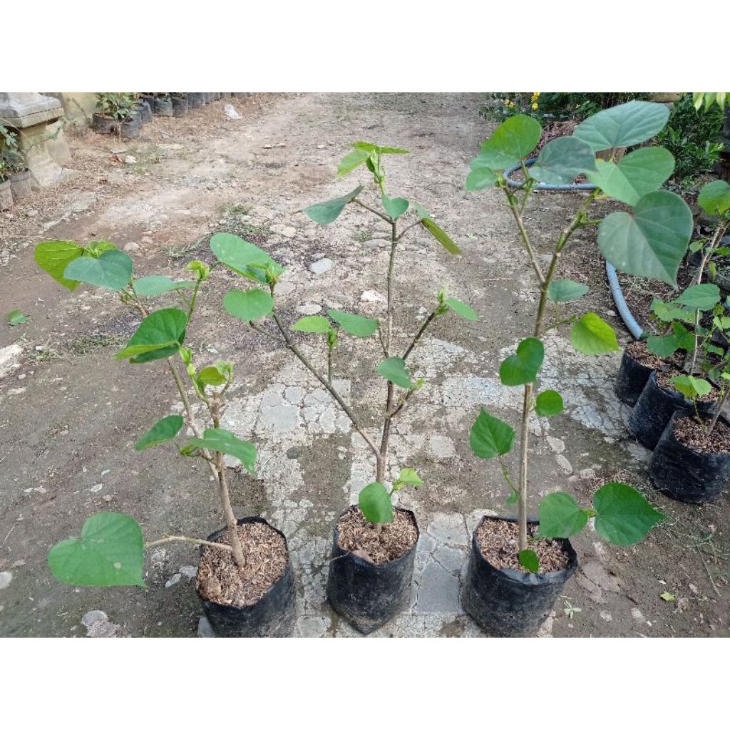 Bibit Bonsai Waru India