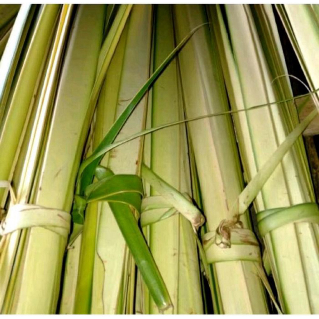 

Promo 25 Lidi Janur Kelapa Muda Bahan Ketupat