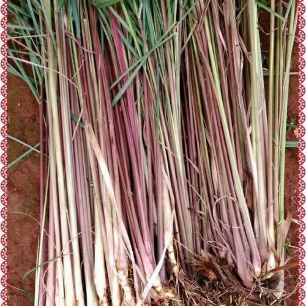 

Sereh Merah Segar 1 kg Sereh Wangi