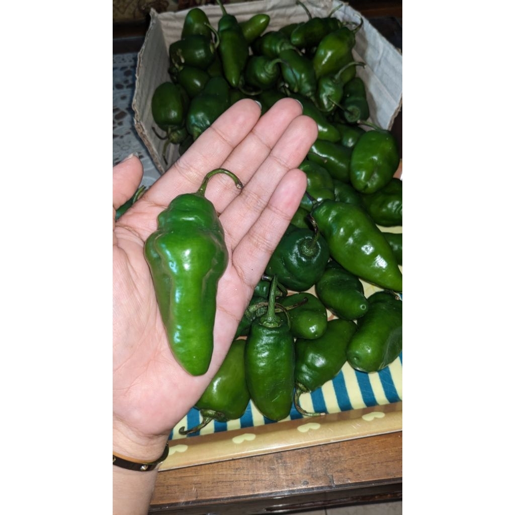 

Cabe gendot viral teh santy