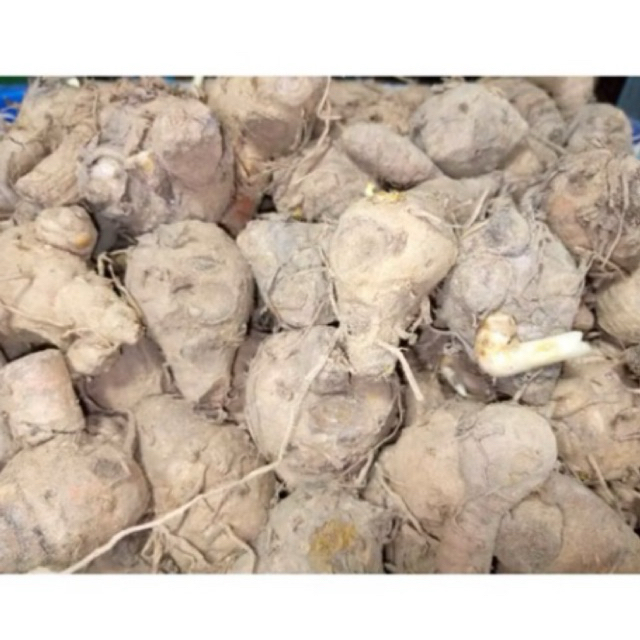 

BIANG KUNYIT SEGAR UKURAN 1 KG